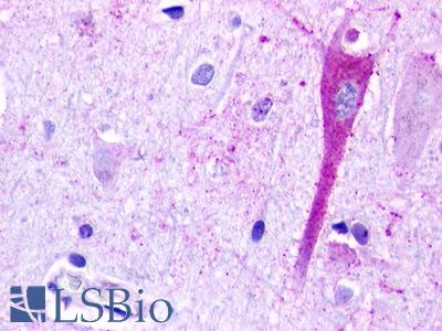 GPR183 / EBI2 Antibody - Brain, Cortex neurons