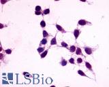 GPR27 Antibody - Anti-GPR27 antibody immunocytochemistry (ICC) staining of untransfected HEK293 human embryonic kidney cells.