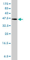 GPR3 Antibody - GPR3 monoclonal antibody, clone 3B4-G3 Western blot of GPR3 expression in Jurkat.