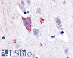 GPR35 Antibody - Brain, Cortex, neuron