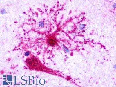 GPR35 Antibody - Brain, Amygdala, neuron and astrocyte