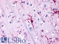 GPR39 Antibody - Brain, Cortex, Microglia