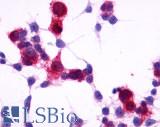 GPR4 Antibody