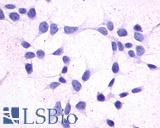GPR44 / CRTH2 Antibody - Anti-GPR44 / CRTH2 antibody immunocytochemistry (ICC) staining of untransfected HEK293 human embryonic kidney cells.