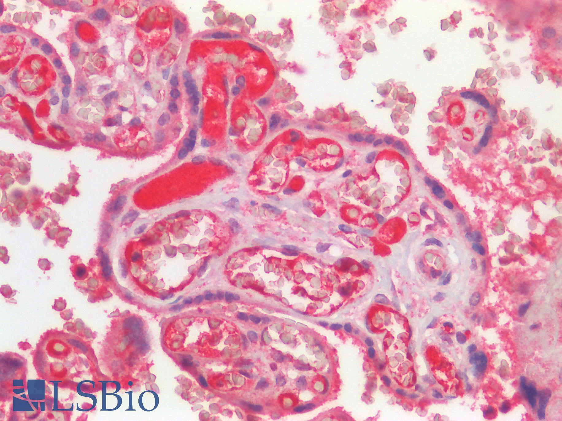 GPR49 / LGR5 Antibody - Human Placenta: Formalin-Fixed, Paraffin-Embedded (FFPE)