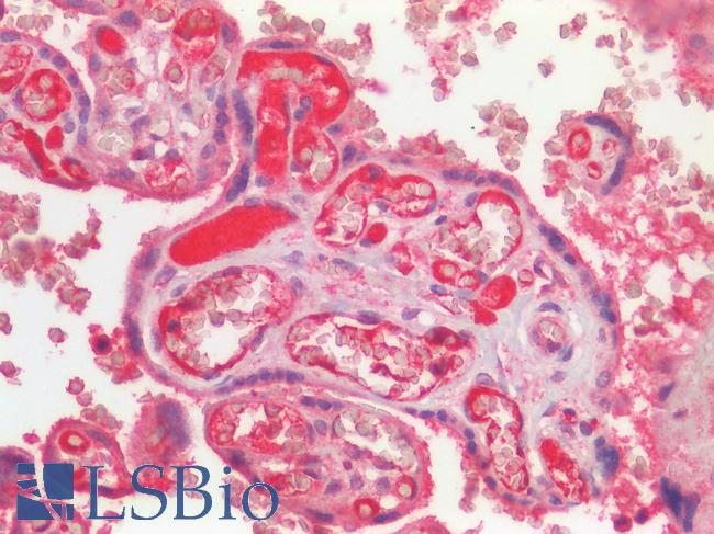 GPR49 / LGR5 Antibody - Human Placenta: Formalin-Fixed, Paraffin-Embedded (FFPE)