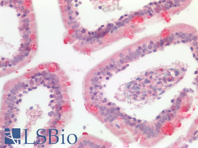 GPR49 / LGR5 Antibody - Human Small Intestine: Formalin-Fixed, Paraffin-Embedded (FFPE)