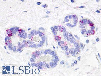 GPR52 Antibody - Anti-GPR52 antibody IHC of human breast, lobules. Immunohistochemistry of formalin-fixed, paraffin-embedded tissue after heat-induced antigen retrieval.