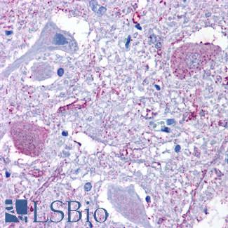 GPR6 Antibody - Brain, Medulla, Hypoglossal nucleus