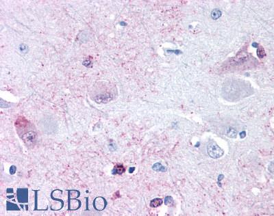 GPRC6A Antibody - Brain, Amygdala, neurons and glia