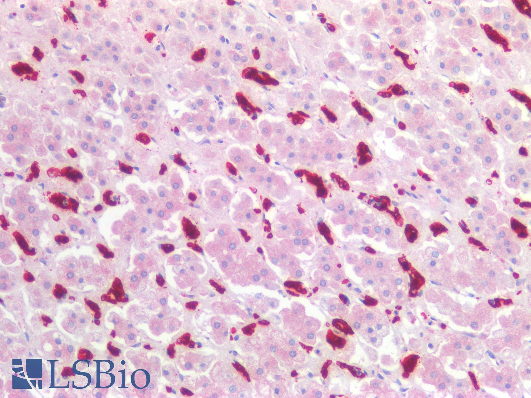 GYPA / CD235a / Glycophorin A Antibody - Human Adrenal: Formalin-Fixed, Paraffin-Embedded (FFPE)