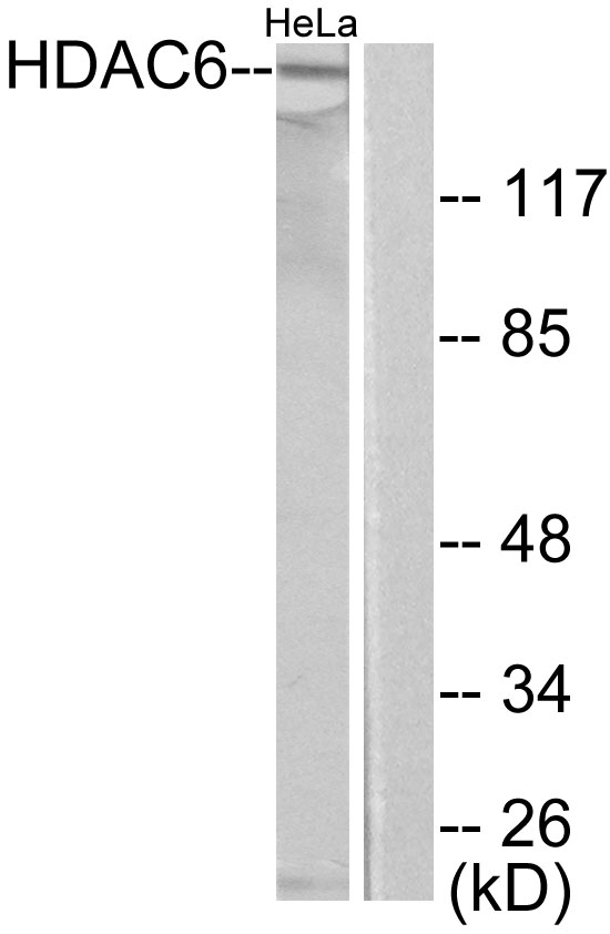 HDAC6 Antibody - Western blot analysis of lysates from HeLa cells, using HDAC6 Antibody. The lane on the right is blocked with the synthesized peptide.