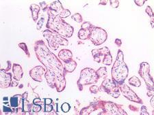 HEXB Antibody - Human Placenta: Formalin-Fixed, Paraffin-Embedded (FFPE)