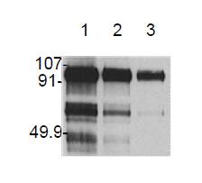 HGF / Hepatocyte Growth Factor Antibody - Western Blot: Lane 1- hHGF 1 ug, Lane 2- hHGF 0.5 ug, Lane 3- hHGF 0.25 ug.
