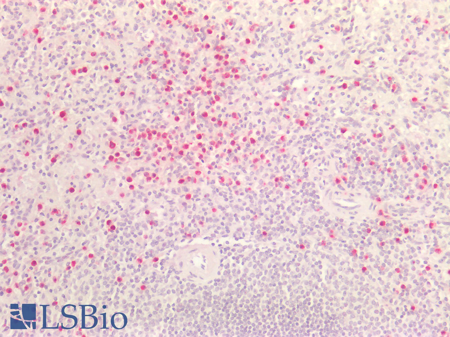 HNE / Neutrophil Elastase Antibody - Human Spleen: Formalin-Fixed, Paraffin-Embedded (FFPE)