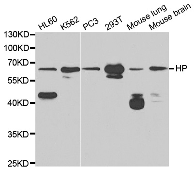 HP / Haptoglobin Antibody - Western blot analysis of extracts of various cell lines.