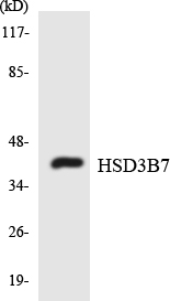 HSD3B7 Antibody - Western blot analysis of the lysates from Jurkat cells using HSD3B7 antibody.