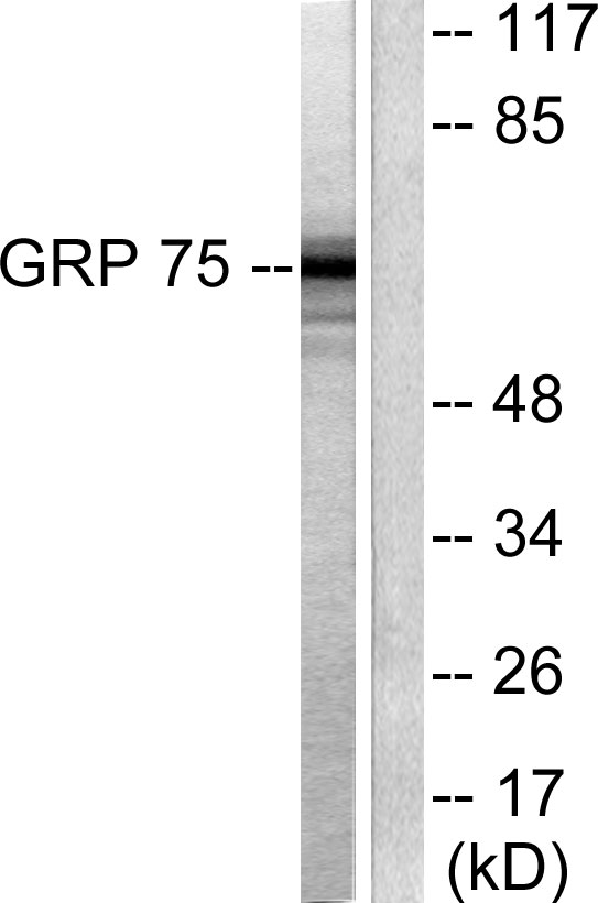 HSPA9 / Mortalin / GRP75 Antibody - Western blot analysis of lysates from COS7 cells, using GRP75 Antibody. The lane on the right is blocked with the synthesized peptide.