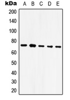 HSPA9 / Mortalin / GRP75 Antibody - Western blot analysis of GRP75 expression in HeLa (A); NIH3T3 (B); SP2/0 (C); mouse brain (D); rat brain (E) whole cell lysates.
