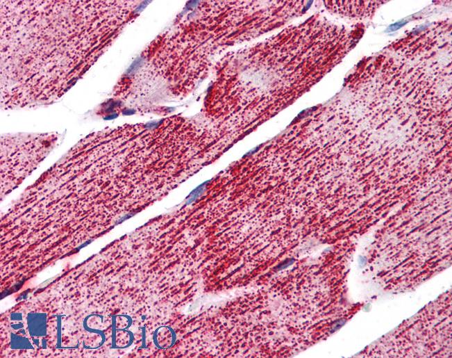 HSPA9 / Mortalin / GRP75 Antibody - Anti-GRP75 antibody IHC of human skeletal muscle. Immunohistochemistry of formalin-fixed, paraffin-embedded tissue after heat-induced antigen retrieval. Antibody concentration 5 ug/ml.  This image was taken for the unconjugated form of this product. Other forms have not been tested.