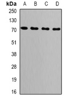 HSPA9 / Mortalin / GRP75 Antibody - Western blot analysis of GRP75 expression in MCF7 (A); NIH3T3 (B); COS7 (C); mouse brain (D) whole cell lysates.