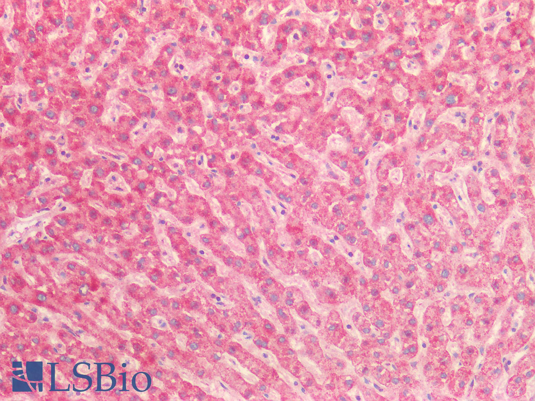 HSPA9 / Mortalin / GRP75 Antibody - Human Liver: Formalin-Fixed, Paraffin-Embedded (FFPE)