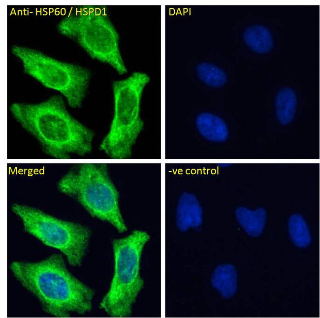 HSPD1 / HSP60 Antibody - HSPD1 / HSP60 antibody immunofluorescence analysis of paraformaldehyde fixed HeLa cells, permeabilized with 0.15% Triton. Primary incubation 1hr (10ug/ml) followed by Alexa Fluor 488 secondary antibody (4ug/ml), showing Mitochondrial staining. The nuclear stain is DAPI (blue). Negative control: Unimmunized goat IgG (10ug/ml) followed by Alexa Fluor 488 secondary antibody (2ug/ml).