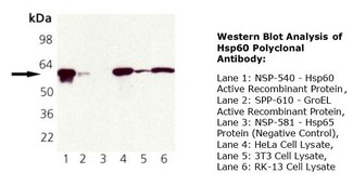 HSPD1 / HSP60 Antibody - Western Blot Analysis of Hsp60 Polyclonal Antibody