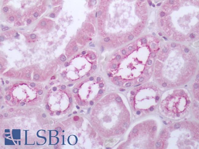 HTR4 / 5-HT4 Receptor Antibody - Human Kidney: Formalin-Fixed, Paraffin-Embedded (FFPE)