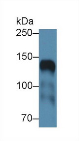 ICAM5 / ICAM-5 Antibody - Western Blot; Sample: Mouse Cerebrum lysate; ;Primary Ab: 1µg/ml Rabbit Anti-Human ICAM5 Antibody;Second Ab: 0.2µg/mL HRP-Linked Caprine Anti-Rabbit IgG Polyclonal Antibody;