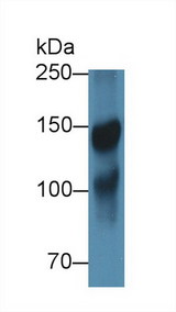 ICAM5 / ICAM-5 Antibody - Western Blot; Sample: Porcine Cerebrum lysate; ;Primary Ab: 1µg/ml Rabbit Anti-Human ICAM5 Antibody;Second Ab: 0.2µg/mL HRP-Linked Caprine Anti-Rabbit IgG Polyclonal Antibody;(Catalog: SAA544Rb19