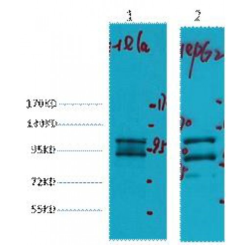 IDE Antibody - Western Blot (WB) analysis of 1) HeLa, 2) HepG2, diluted at 1:2000.