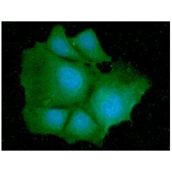 IDH1 / IDH Antibody - ICC/IF analysis of IDH1 in Hep3B cells line, stained with DAPI (Blue) for nucleus staining and monoclonal anti-human IDH1 antibody (1:100) with goat anti-mouse IgG-Alexa fluor 488 conjugate (Green).