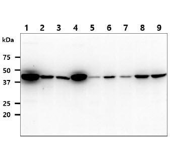 IDH1 / IDH Antibody - The cell lysates (40ug) were resolved by SDS-PAGE, transferred to PVDF membrane and probed with anti-human IDH1 antibody (1:1000). Proteins were visualized using a goat anti-mouse secondary antibody conjugated to HRP and an ECL detection system. Lane 1 : HepG2 cell lysate Lane 2 : A549 cell lysate Lane 3 : HeLa cell lysate Lane 4 : NIH3T3 cell lysate Lane 5 : Jurkat cell lysate Lane 6 : K562 cell lysate Lane 7 : 293T cell lysate Lane 8 : MCF7 cell lysate Lane 9 : LnCaP cell lysate