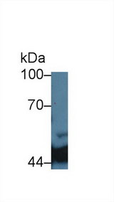 IDH1 / IDH Antibody - Western Blot; Sample: Porcine Liver lysate; Primary Ab: 5µg/ml Mouse Anti-Human IDH1 Antibody Second Ab: 0.2µg/mL HRP-Linked Caprine Anti-Mouse IgG Polyclonal Antibody