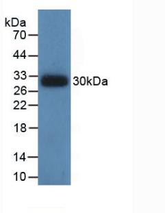 IDH1 / IDH Antibody - Western Blot; Sample: Recombinant IDH1, Human.