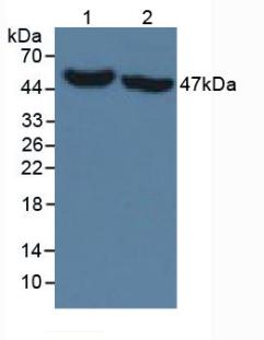 IDH1 / IDH Antibody - Western Blot; Sample: Lane1: Human Liver Tissue; Lane2: Porcine Liver Tissue.