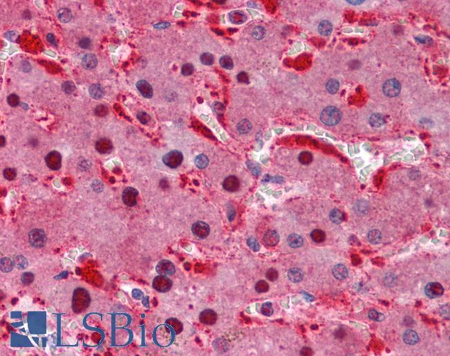 IDH1 / IDH Antibody - Anti-IDH1 antibody IHC of human liver. Immunohistochemistry of formalin-fixed, paraffin-embedded tissue after heat-induced antigen retrieval. Antibody concentration 10 ug/ml.