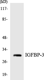 IGFBP3 Antibody - Western blot analysis of the lysates from HT-29 cells using IGFBP-3 antibody.