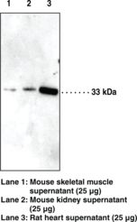 IGFBP5 Antibody - Western blot of IGFBP-5 antibody.