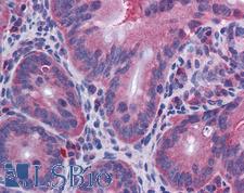 IL-10 Antibody - Anti-IL-10 antibody IHC of mouse small intestine. Positive cytoplasmic staining within absorptive epithelium of the mucosa and no staining within the lamina propria. Immunohistochemistry of formalin-fixed, paraffin-embedded tissue after heat-induced antigen retrieval. Antibody concentration 10 ug/ml.