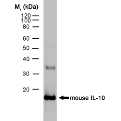 IL-10 Antibody - Western blot of mouse IL-10 recombinant protein probed with Rat anti-Mouse Interleukin-10 antibody followed by F(ab')2 Rabbit anti-Rat IgG:HRP.