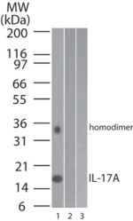IL17A Antibody - Western blot analysis of IL-17A (LS-B8323, 0.2 µg/ml). Lane 1: human full-length recombinant IL-17A protein , Lane 2: mouse full-length recombinant IL-17A protein (negative control), and lane 3: rat full-length recombinant IL-17A protein (negative control). Antibody produced a predominant ~17.5 kDa (Il-17A) and minor ~35 kDa (homodimer)