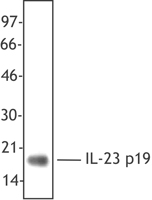 IL23A / IL-23 p19 Antibody - Linker-free, recombinant human IL-23 was resolved by electrophoresis, transferred to nitrocellulose and probed with the anti-IL23 p19 specific antibody HLT2736 antibody. Proteins were visualized using a goat anti-mouse secondary conjugated to HRP and a ch.