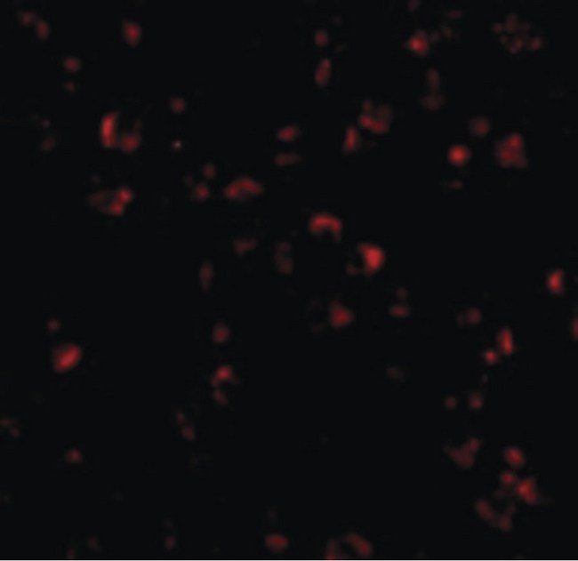 IL23A / IL-23 p19 Antibody - Immunofluorescence of IL-23 in Raji cells with IL-23 antibody at 20 ug/ml.