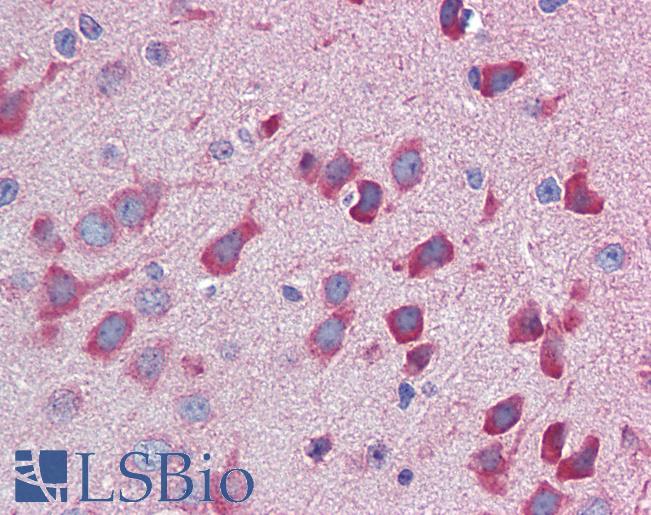 IL23A / IL-23 p19 Antibody - Anti-IL-23 p19 antibody IHC staining of mouse brain. Immunohistochemistry of formalin-fixed, paraffin-embedded tissue after heat-induced antigen retrieval. Antibody concentration 5 ug/ml.