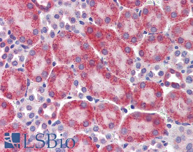 IL23A / IL-23 p19 Antibody - Anti-IL-23 p19 antibody IHC staining of mouse kidney. Immunohistochemistry of formalin-fixed, paraffin-embedded tissue after heat-induced antigen retrieval. Antibody concentration 5 ug/ml.