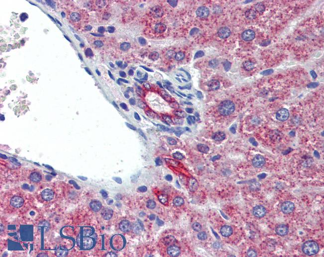 IL23A / IL-23 p19 Antibody - Anti-IL-23 p19 antibody IHC staining of mouse liver. Immunohistochemistry of formalin-fixed, paraffin-embedded tissue after heat-induced antigen retrieval. Antibody concentration 5 ug/ml.