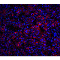 IL23A / IL-23 p19 Antibody - Immunofluorescence of IL-23 in human pancreas tissue with IL-23 antibody at 20 µg/ml.Red: IL-23 Antibody  Blue: DAPI staining