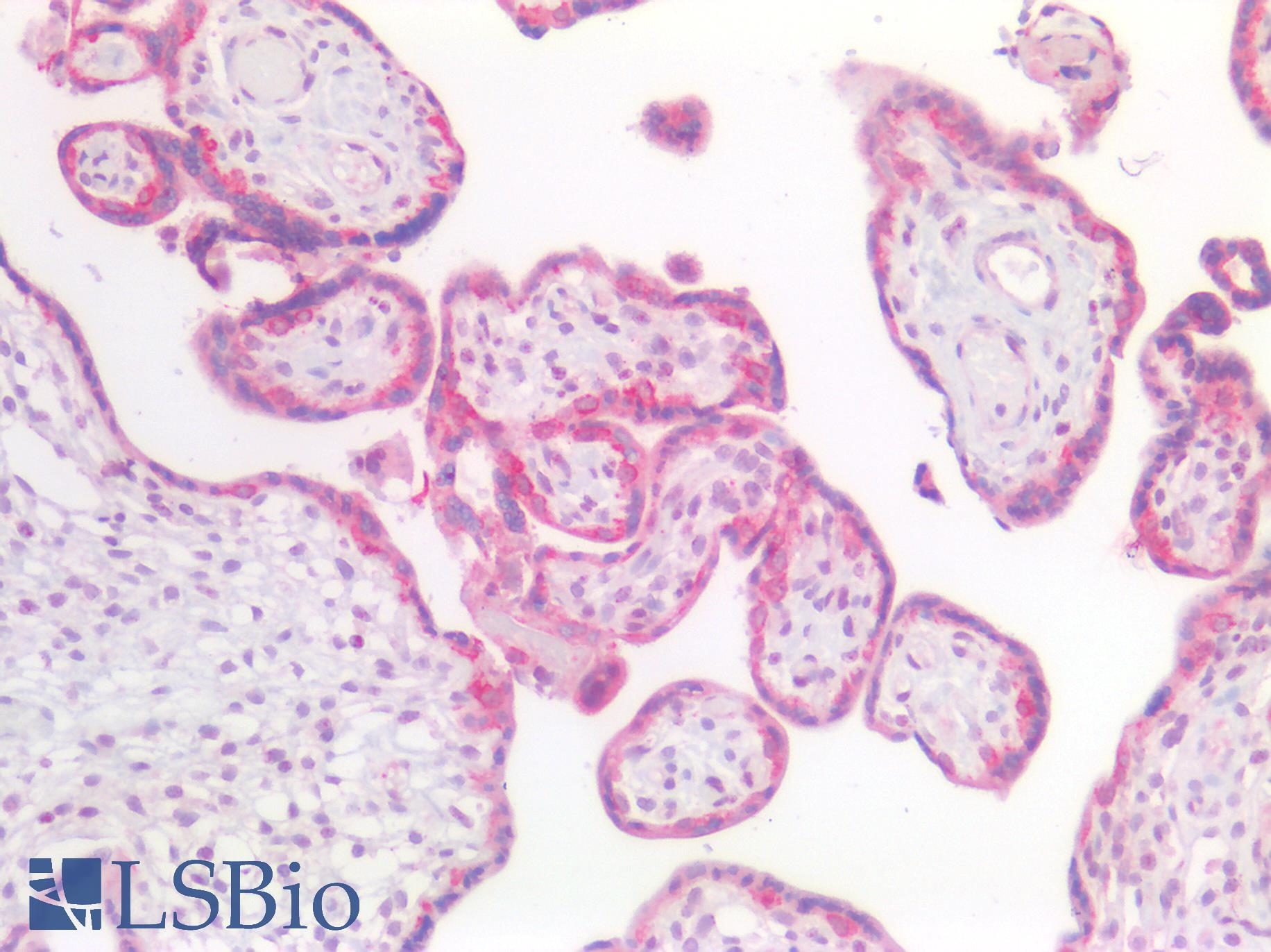 INHBA / Inhibin Beta A Antibody - Human Placenta: Formalin-Fixed, Paraffin-Embedded (FFPE)